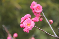 西安植物園冬季梅花展開幕