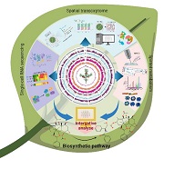 陜西省西安植物園研究團隊發(fā)表空間多組學推動藥用植物次生代謝研究綜述